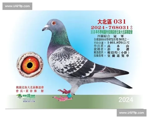 信鸽比赛精彩瞬间全纪录高清回放视频全集