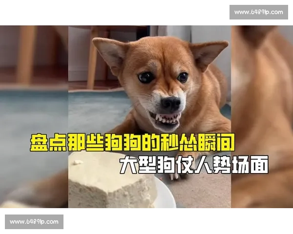 小狗VN精彩操作合集震撼全场的比赛瞬间解析 小狗VN精彩操作合集震撼全场的比赛瞬间解析